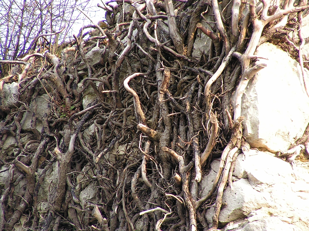PICT0203.JPG
