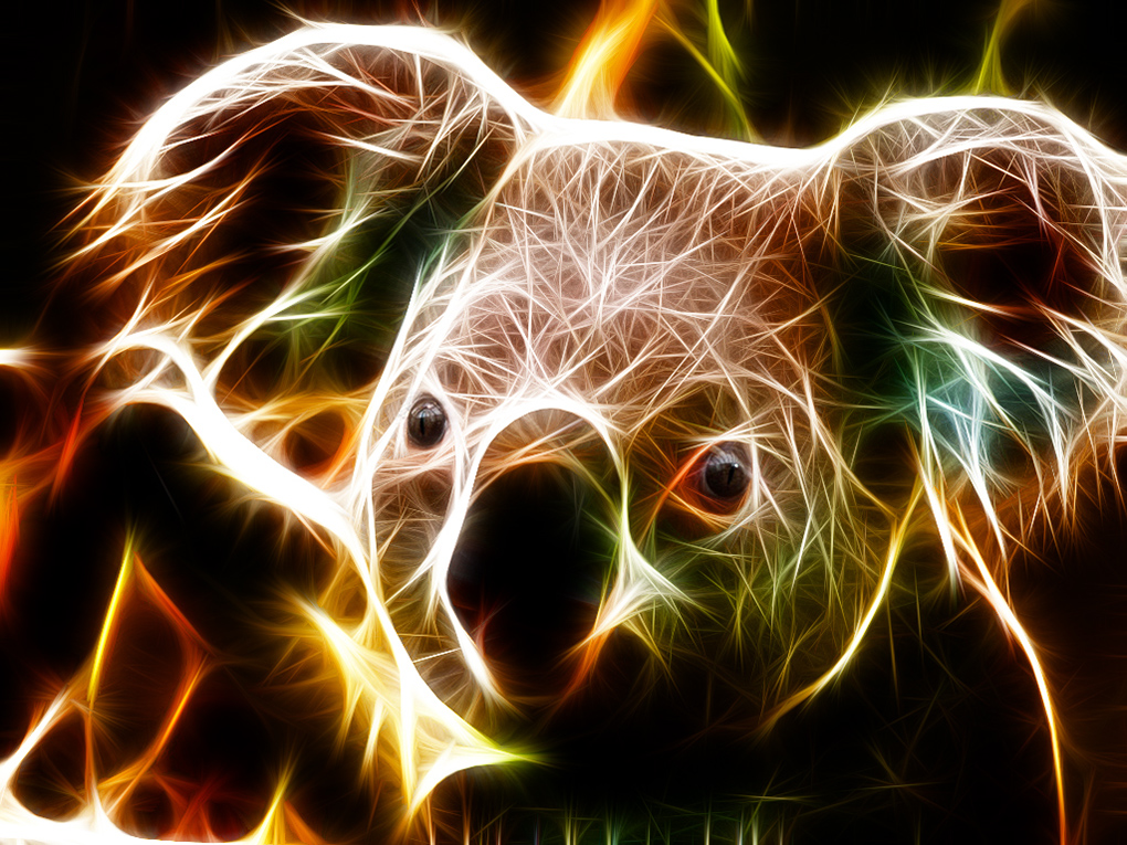 koala-