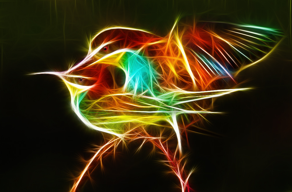birds