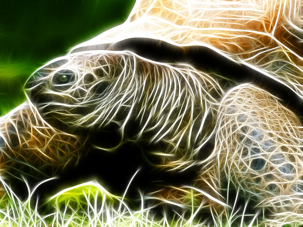 turt