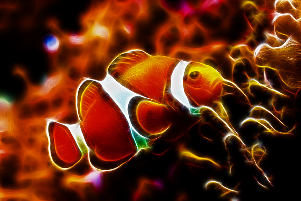 clownfish