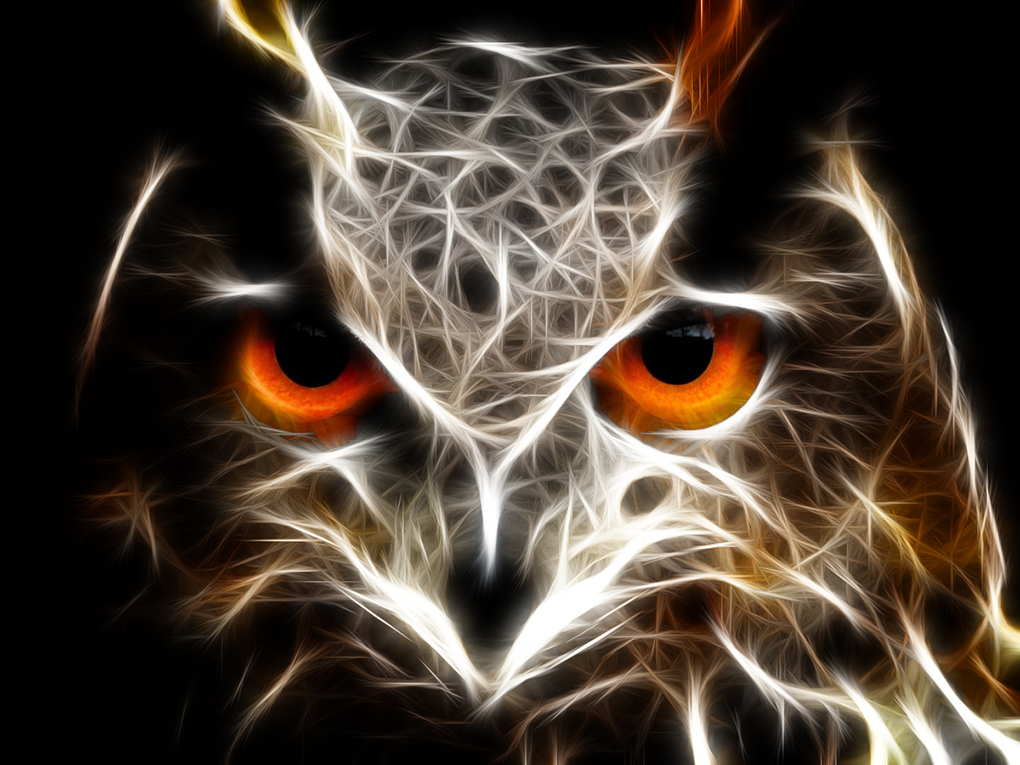 owl3