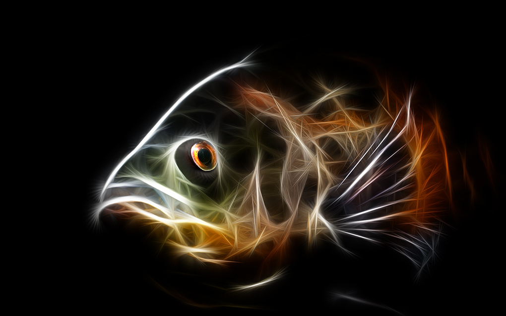 koi