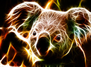 koala-
