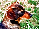 bori