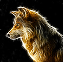 wolf