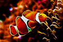 clownfish