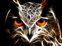 owl3