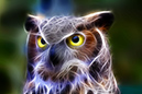 owl