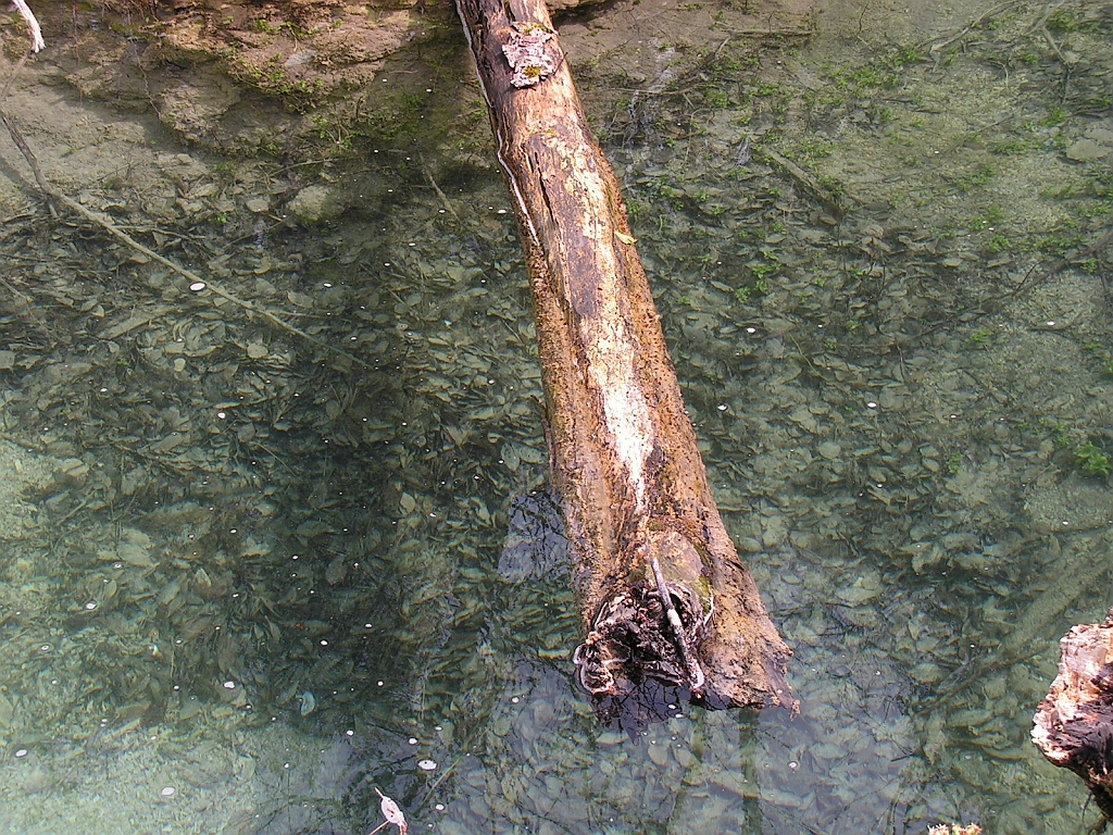 PICT0947.JPG
