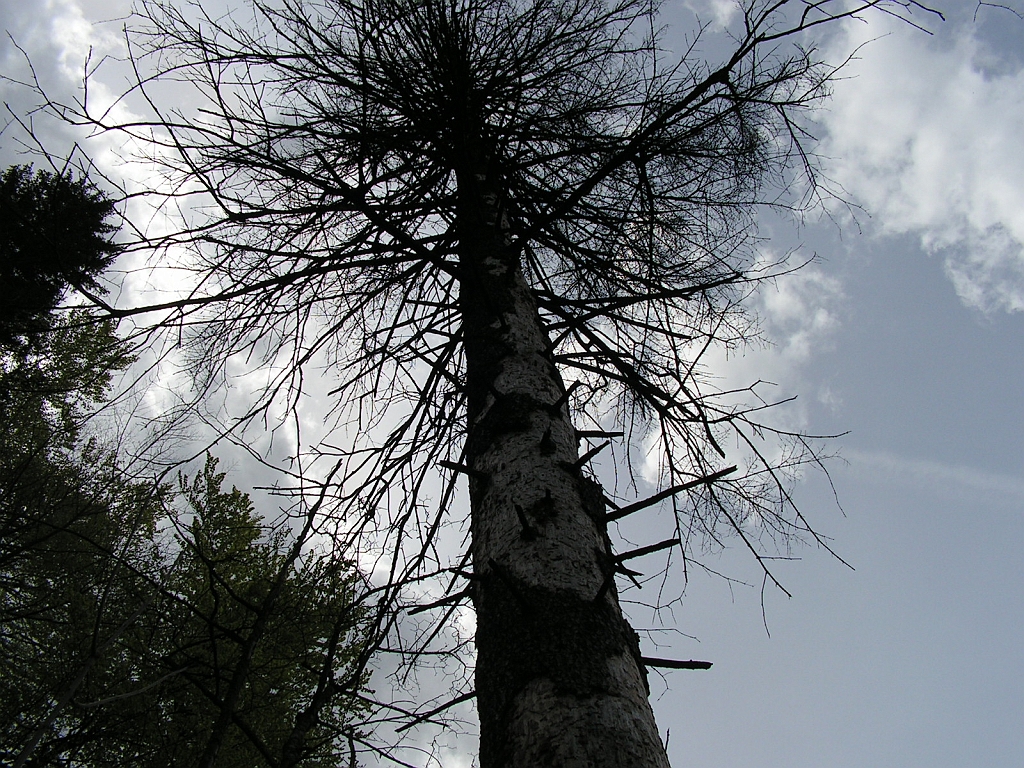 PICT0954.JPG
