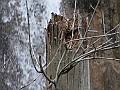 PICT0929