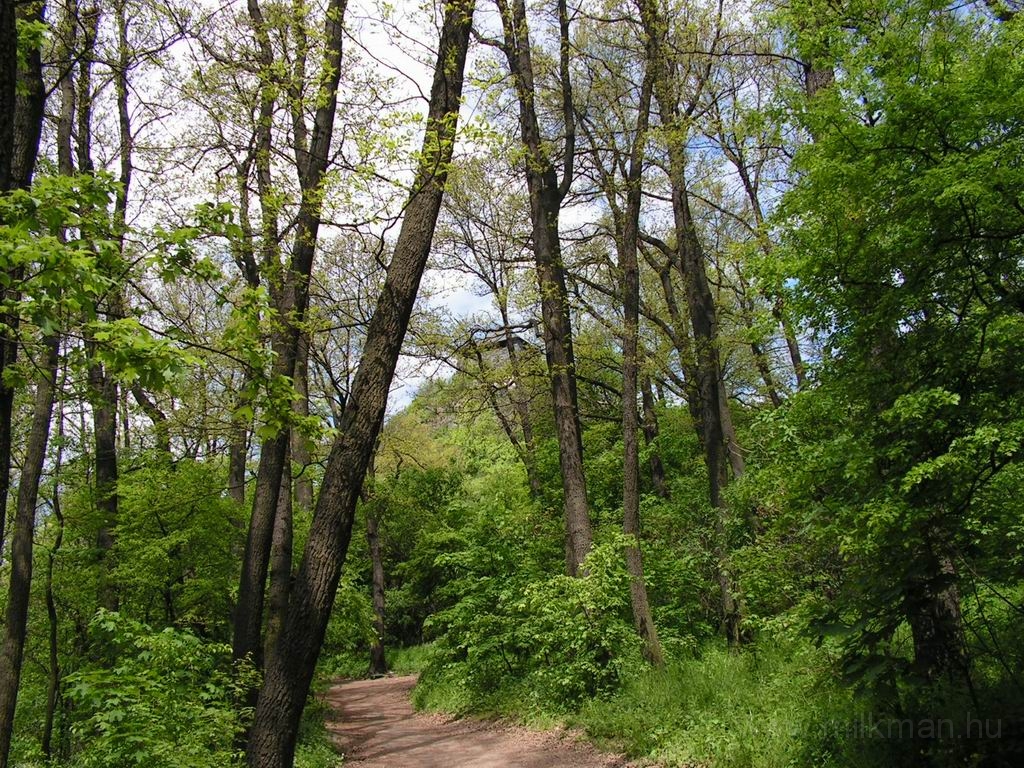 Resize_of_PICT7436.JPG