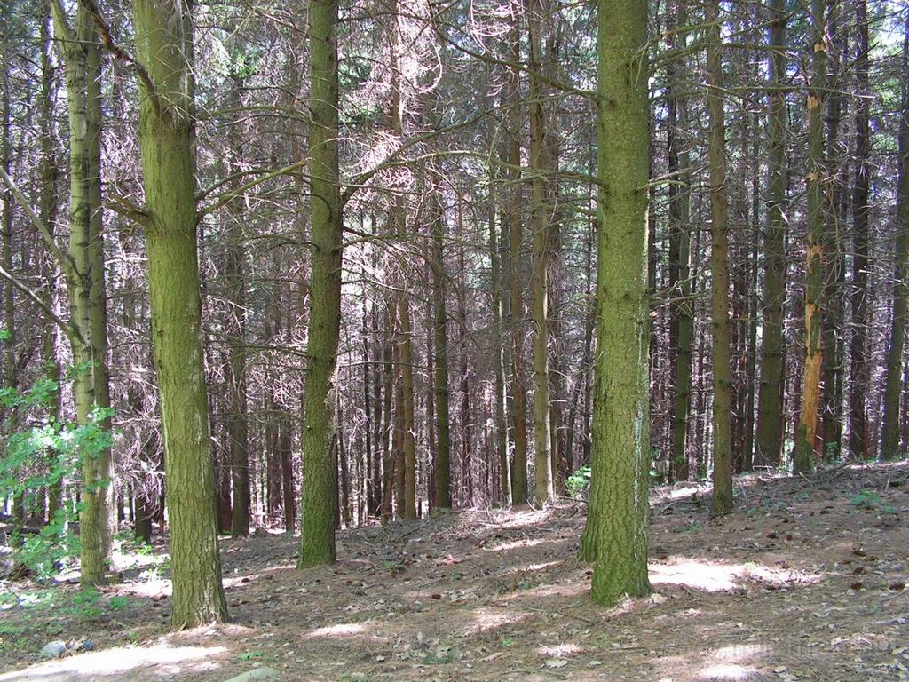 Resize_of_PICT7596.JPG