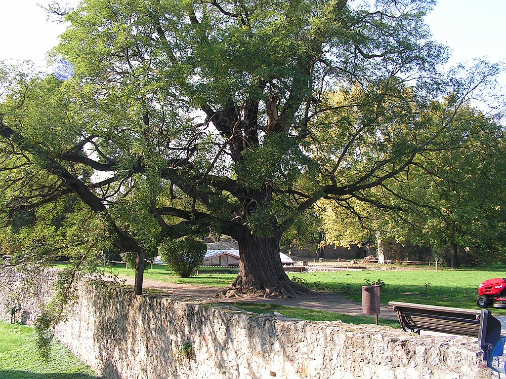 PICT5084.JPG