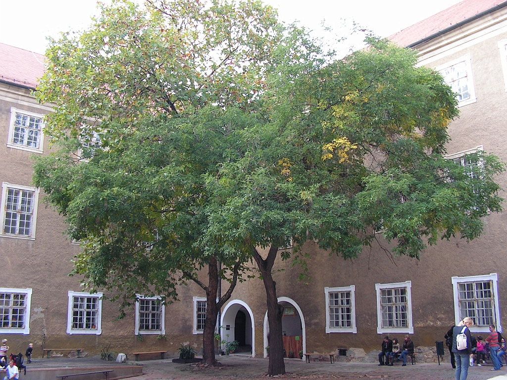 PICT0293.JPG